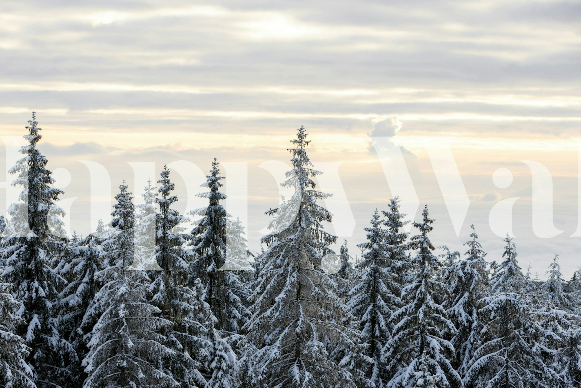 Snowy evergreen trees in a misty winter landscape wallpaper