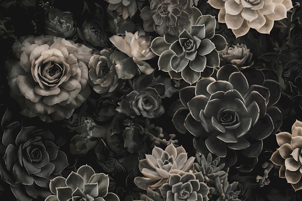 Desert Garden Moody Flower And Succulent Grey