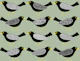 Blackbirds pattern 5 sage