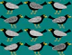 Blackbirds pattern 8 teal