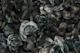 Midnight Garden Moody Baroque Opulence Grey