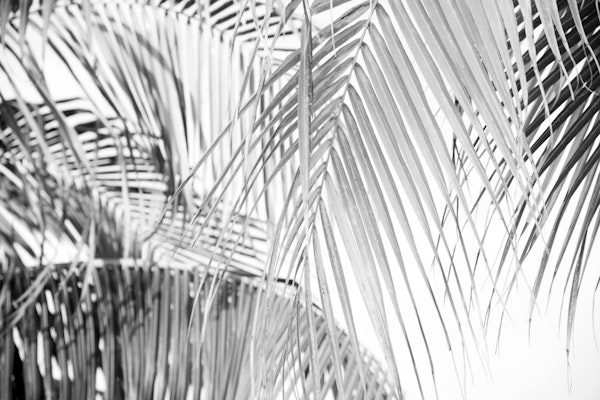 Lush Caribbean Palms 9