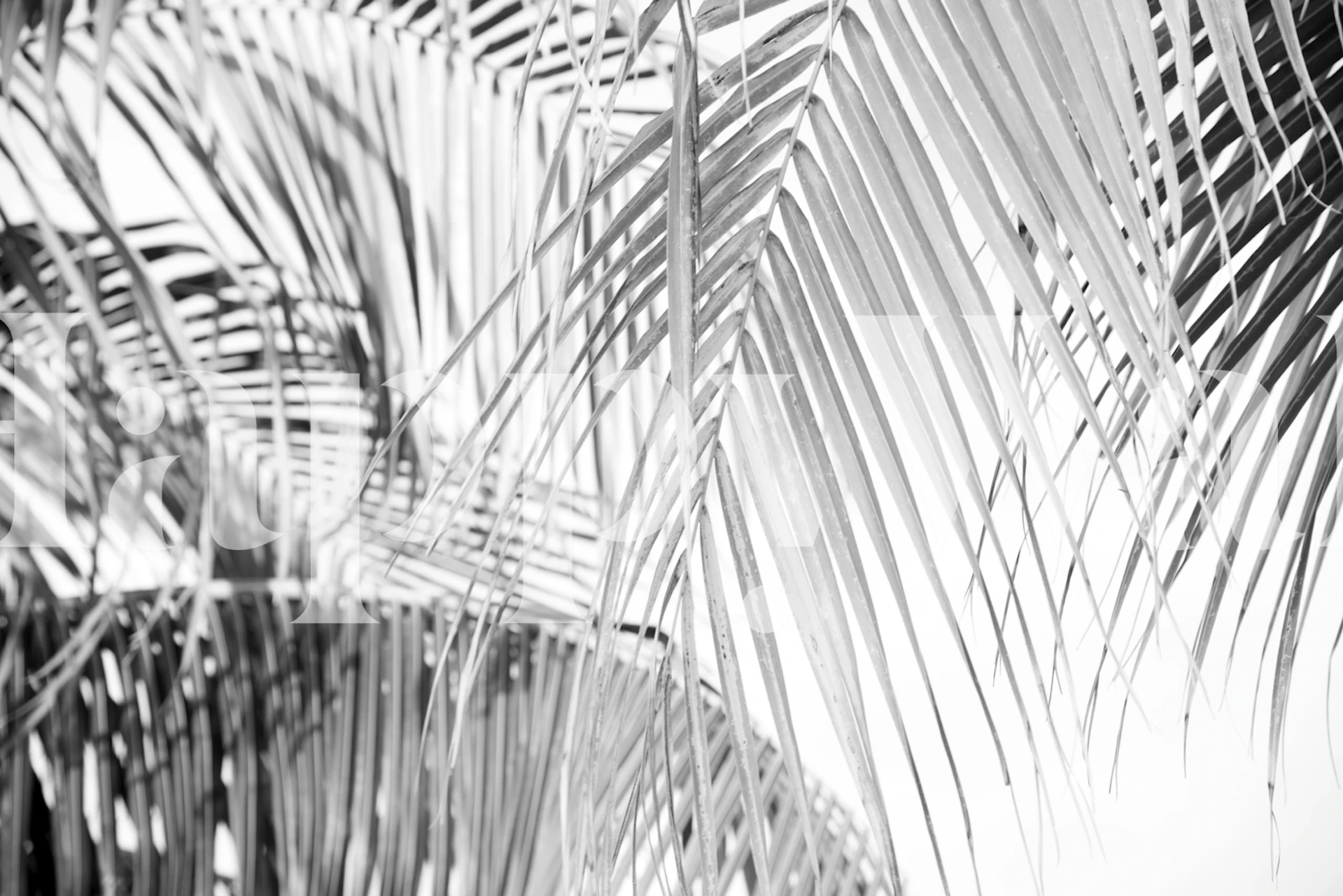 Tropska palmova tapeta u modernoj sobi