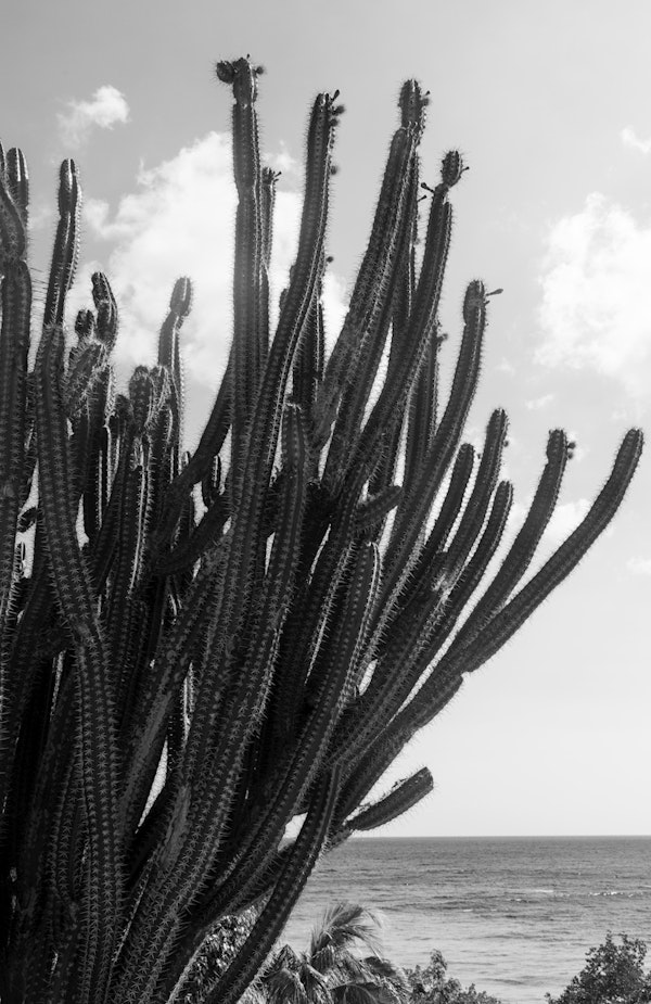 Caribbean Cactus Dream 2