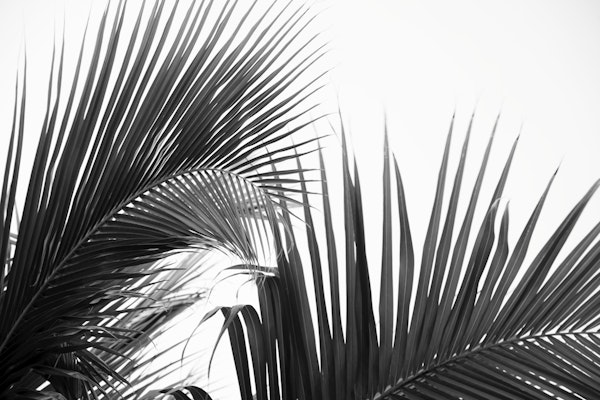 Lush Caribbean Palms 10