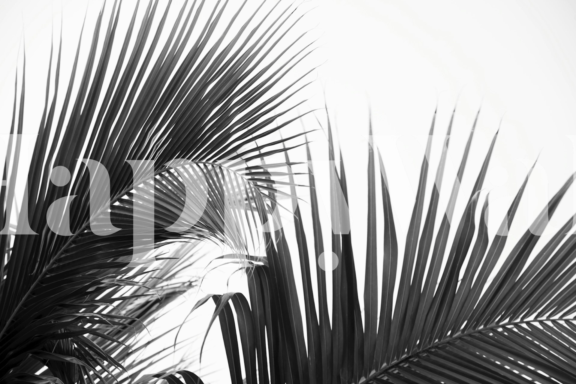 Black and white tropical palm leaves wallpaper