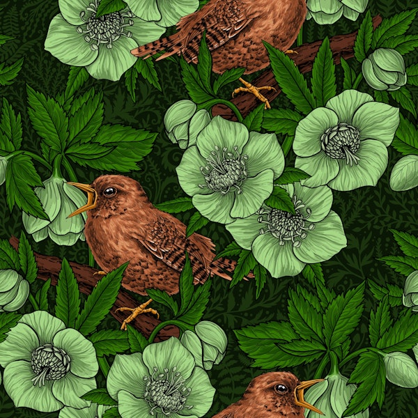 Wren and hellebore on dark green
