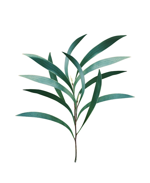 Eucalyptus Branch Delight 1