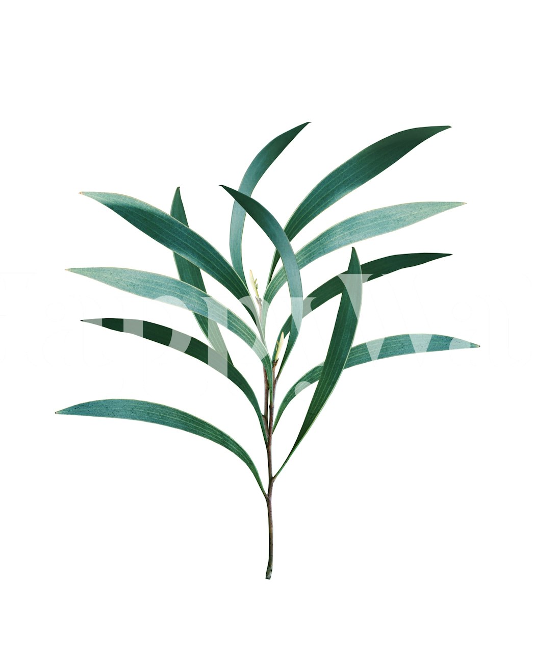 Décoration murale de feuilles d'eucalyptus sur fond clair