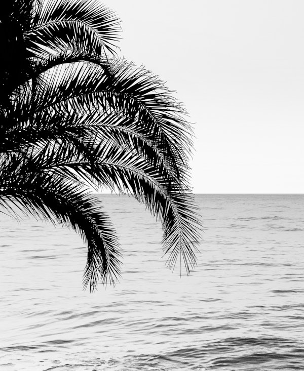 Palm and Ocean Dream 4