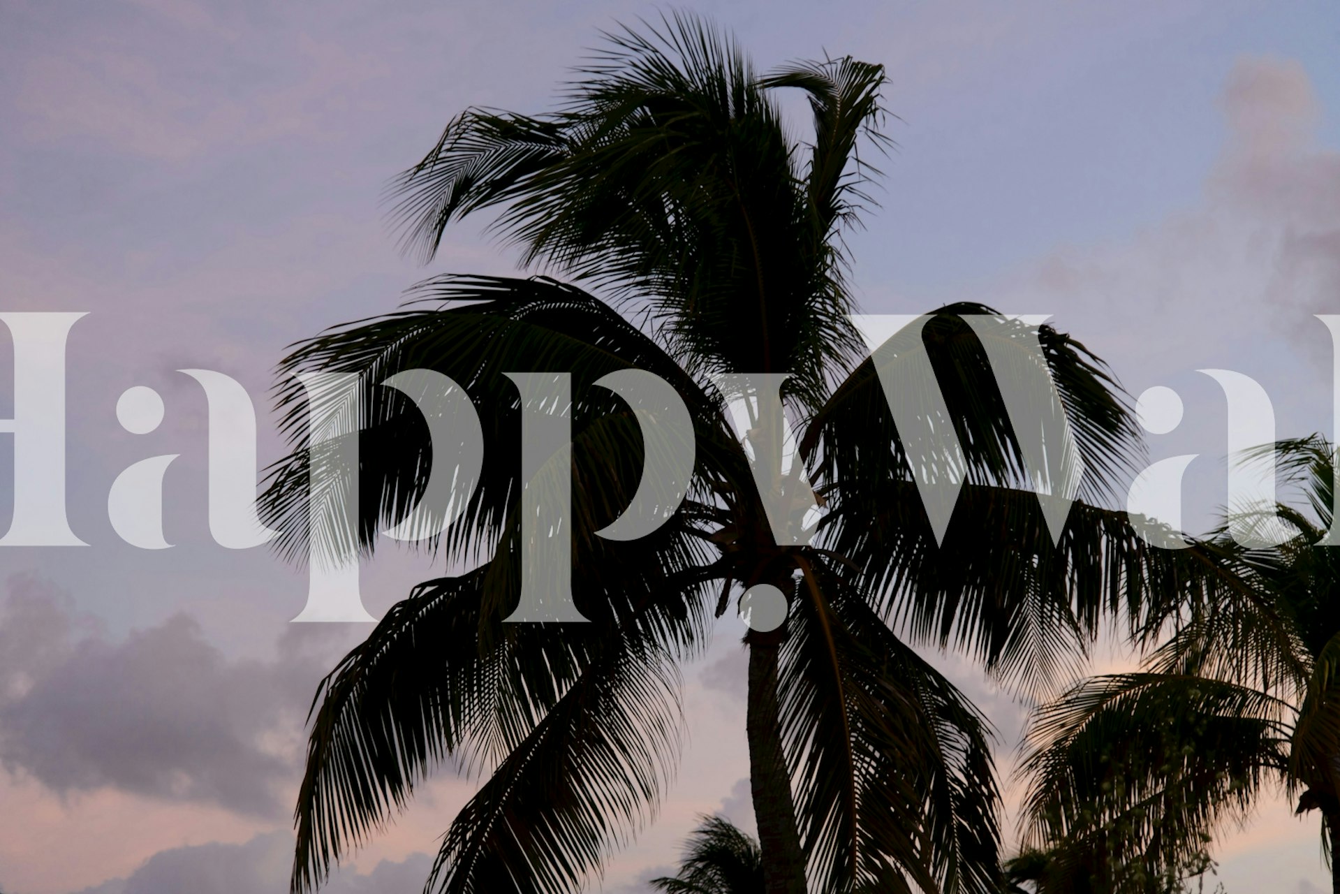 Sunset Palm Tree Dream wallpaper in a room