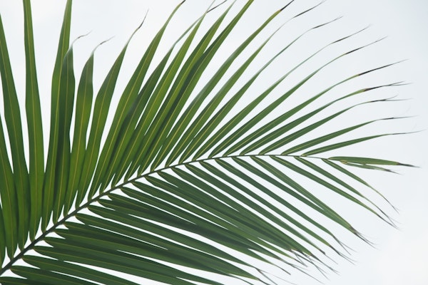 Lush Caribbean Palm 1