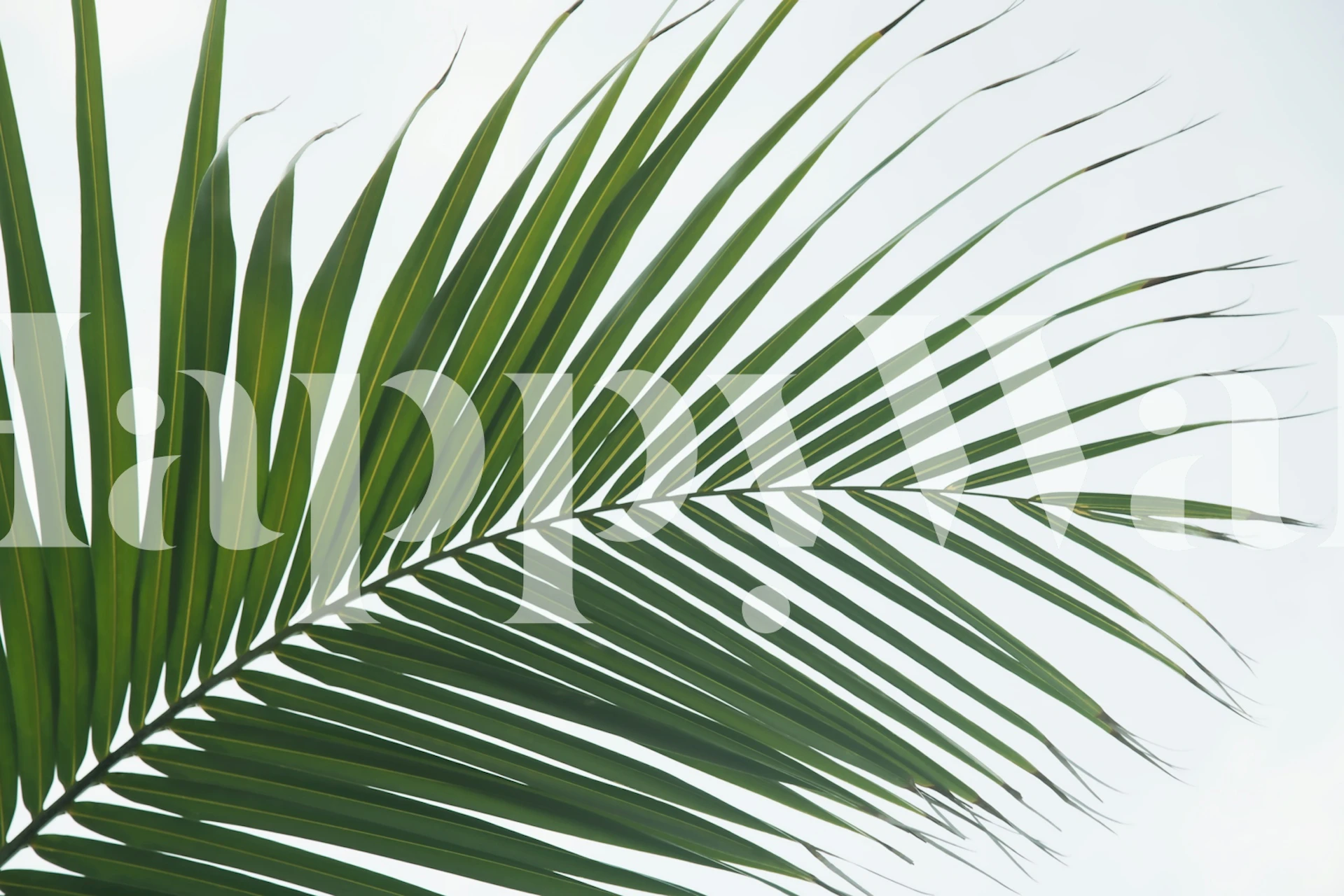 Lush Caribbean Palm tapetdesign i et rum