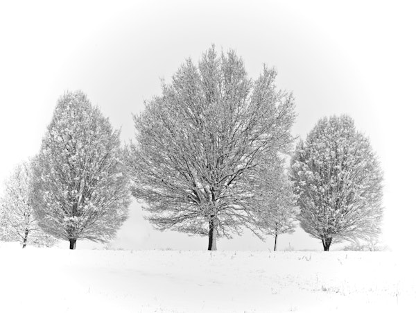 Under a Blanket of White