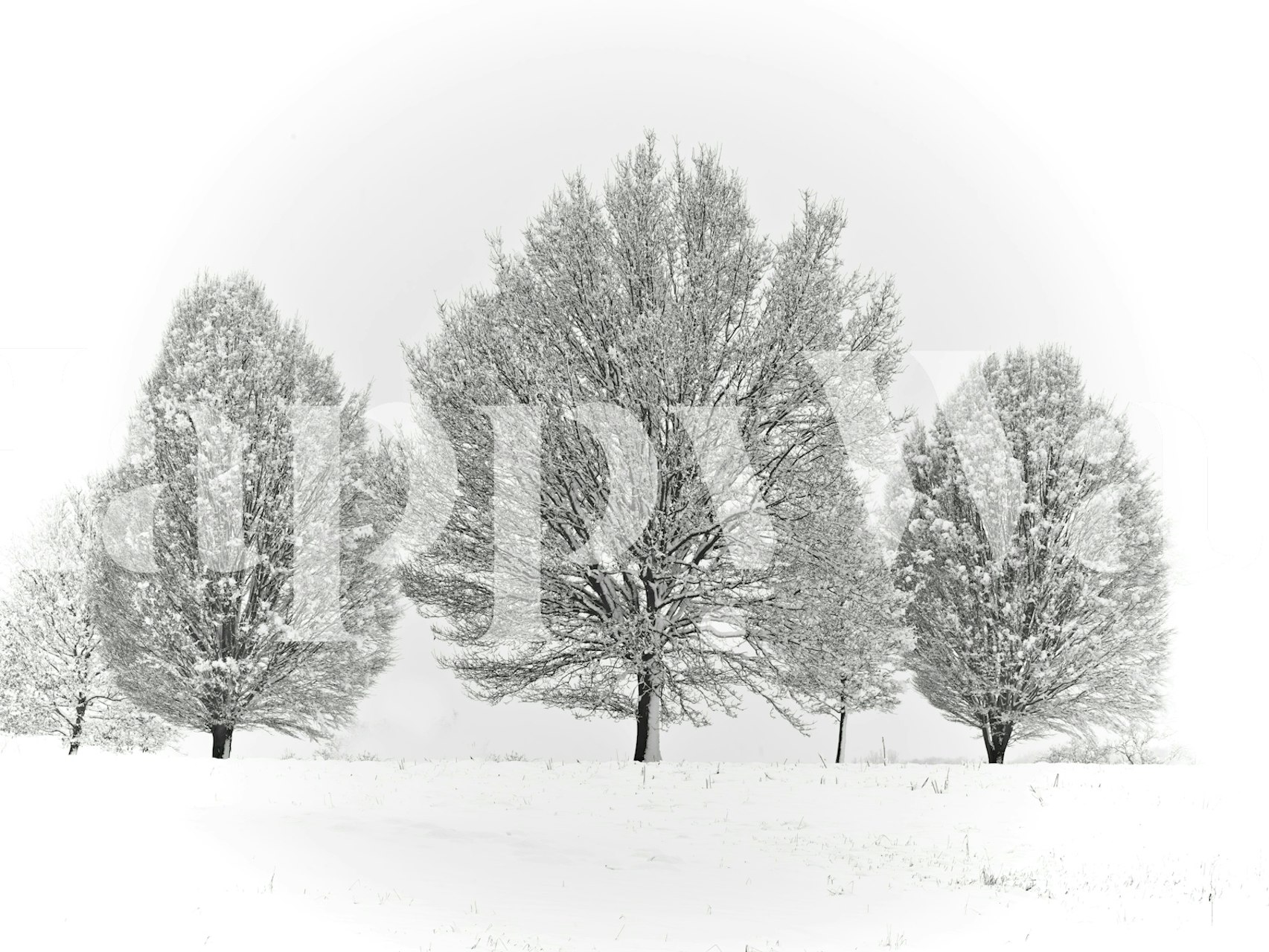 Snødekte trær i et rolig monokromatisk vinterlandskapsveggmaleri