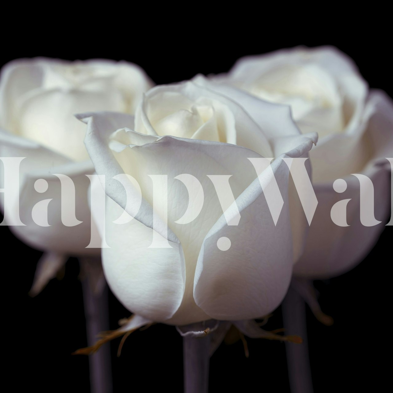 Fototapete mit drei weißen Rosen als Heimdekoration