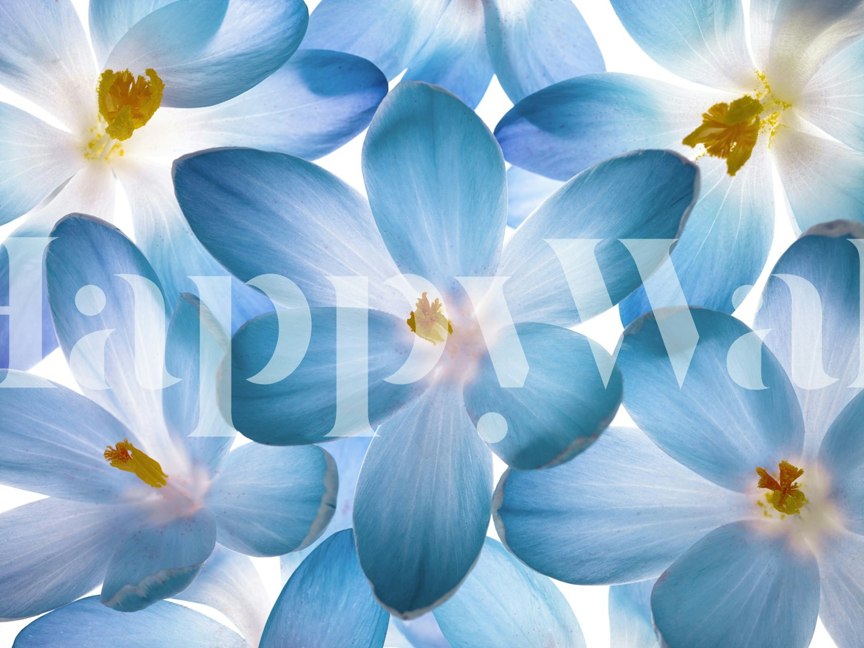 Blooming Brilliance cvjetni tapet u sobi