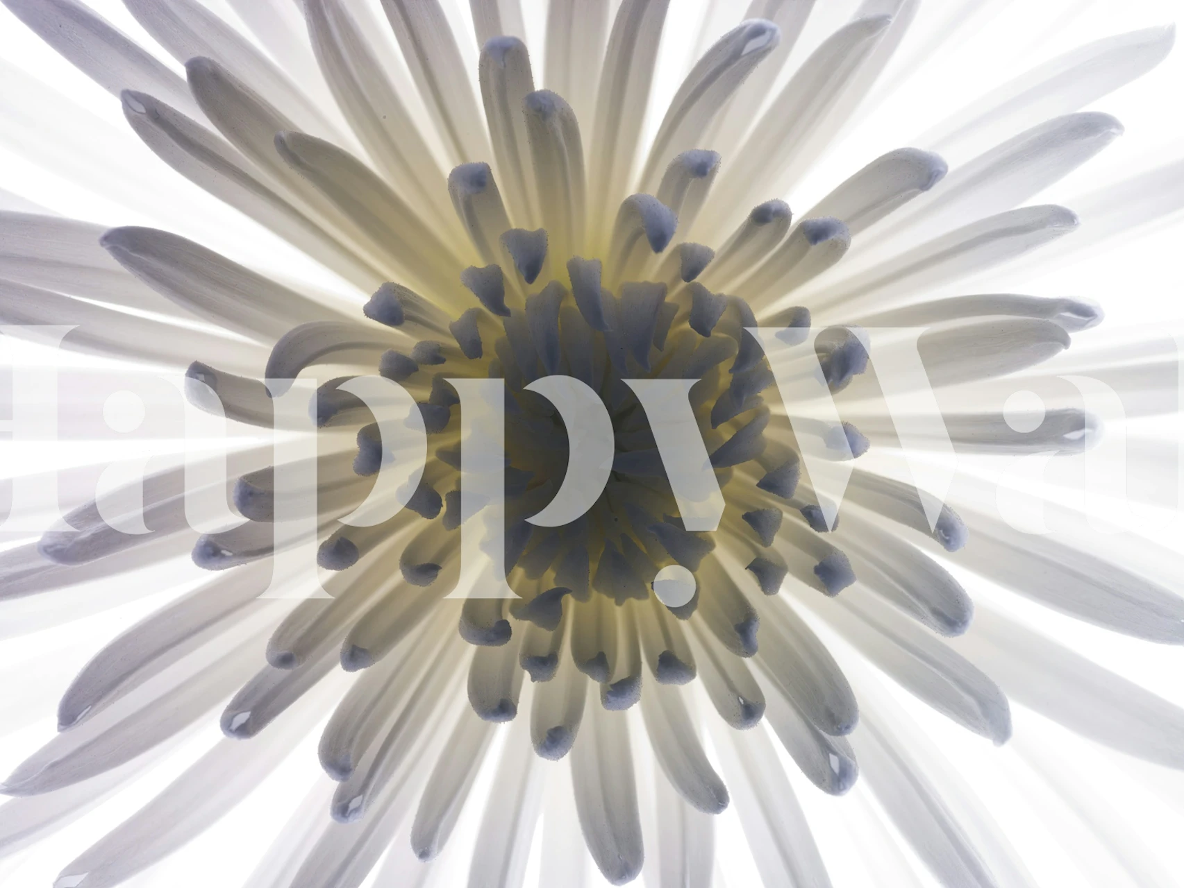 Chrysanthemum wall mural with white petals and a yellow center