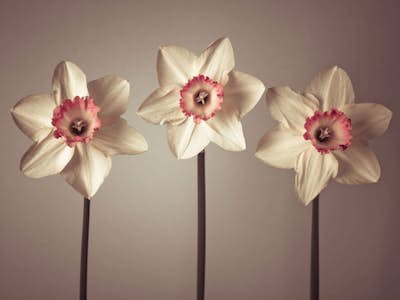 Τοιχογραφία