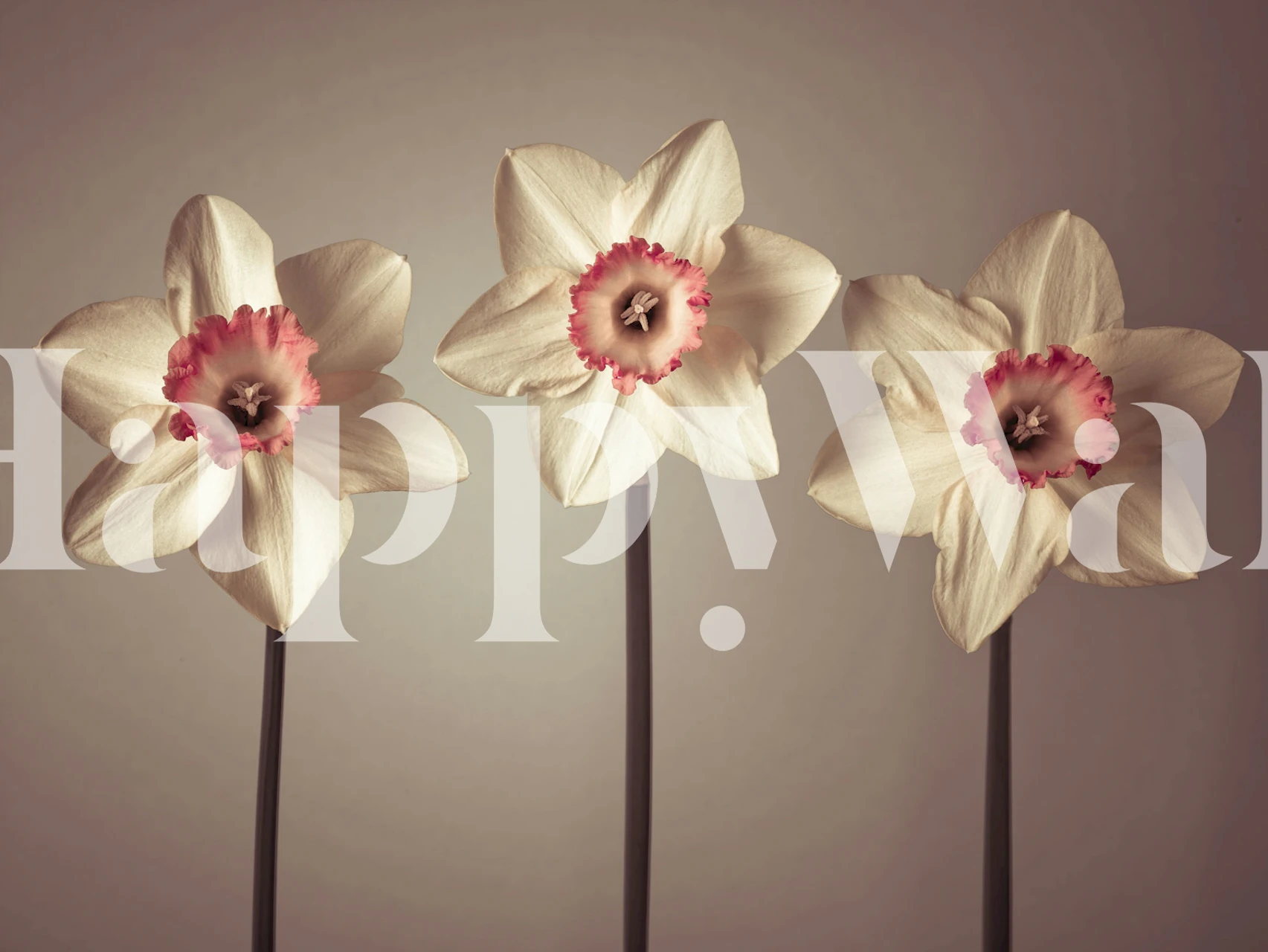 Dazzling Daffodils wallpaper displayed in a room