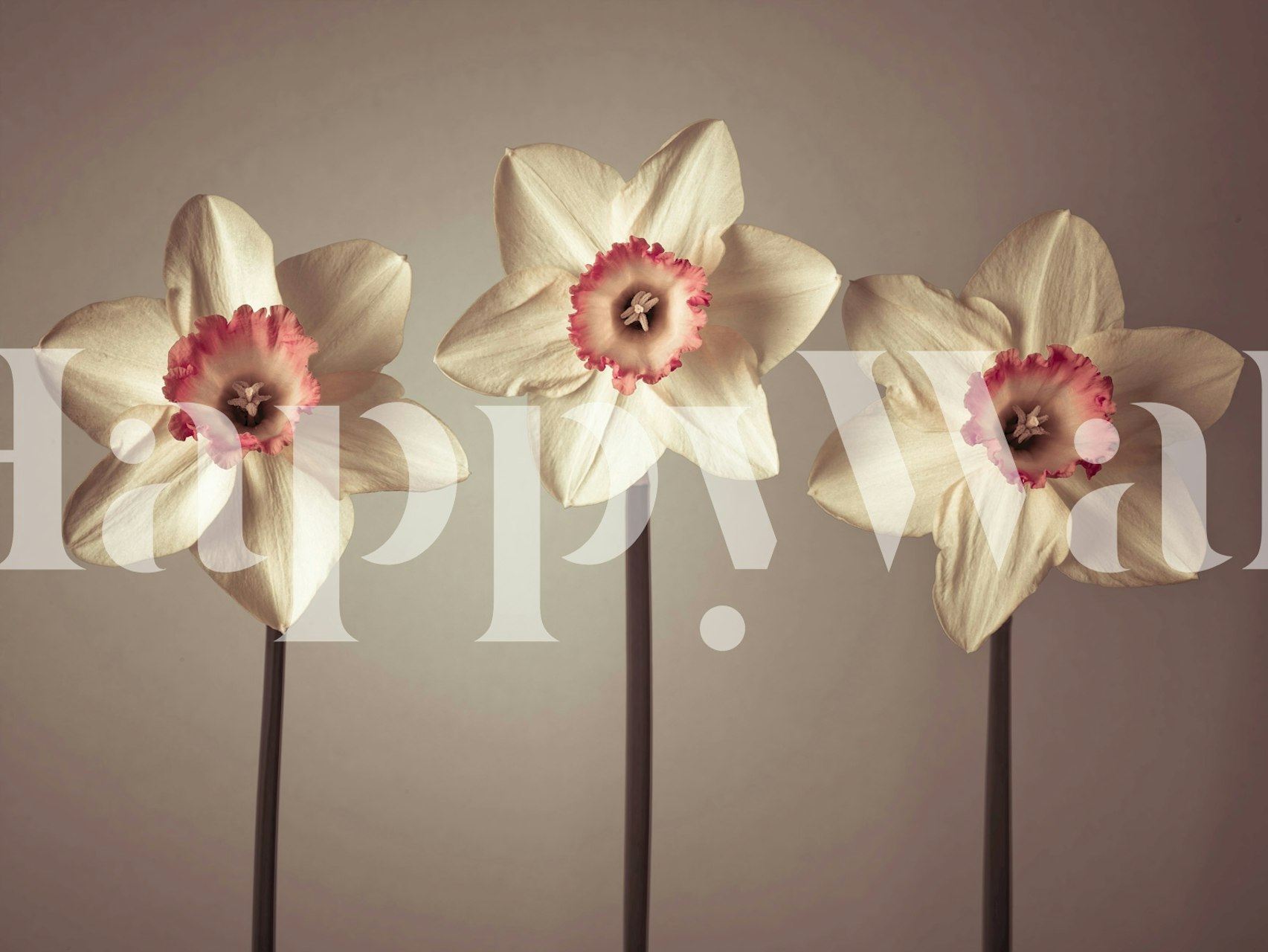 Dazzling Daffodils wallpaper displayed in a room