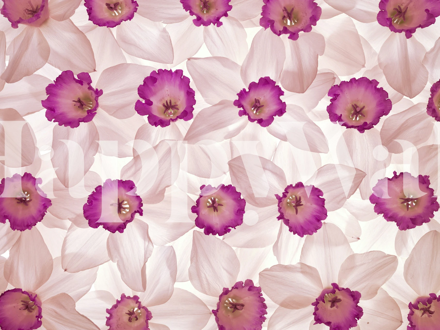 Pink flowers with light petals floral wallpaper