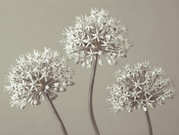 Trio of Alliums