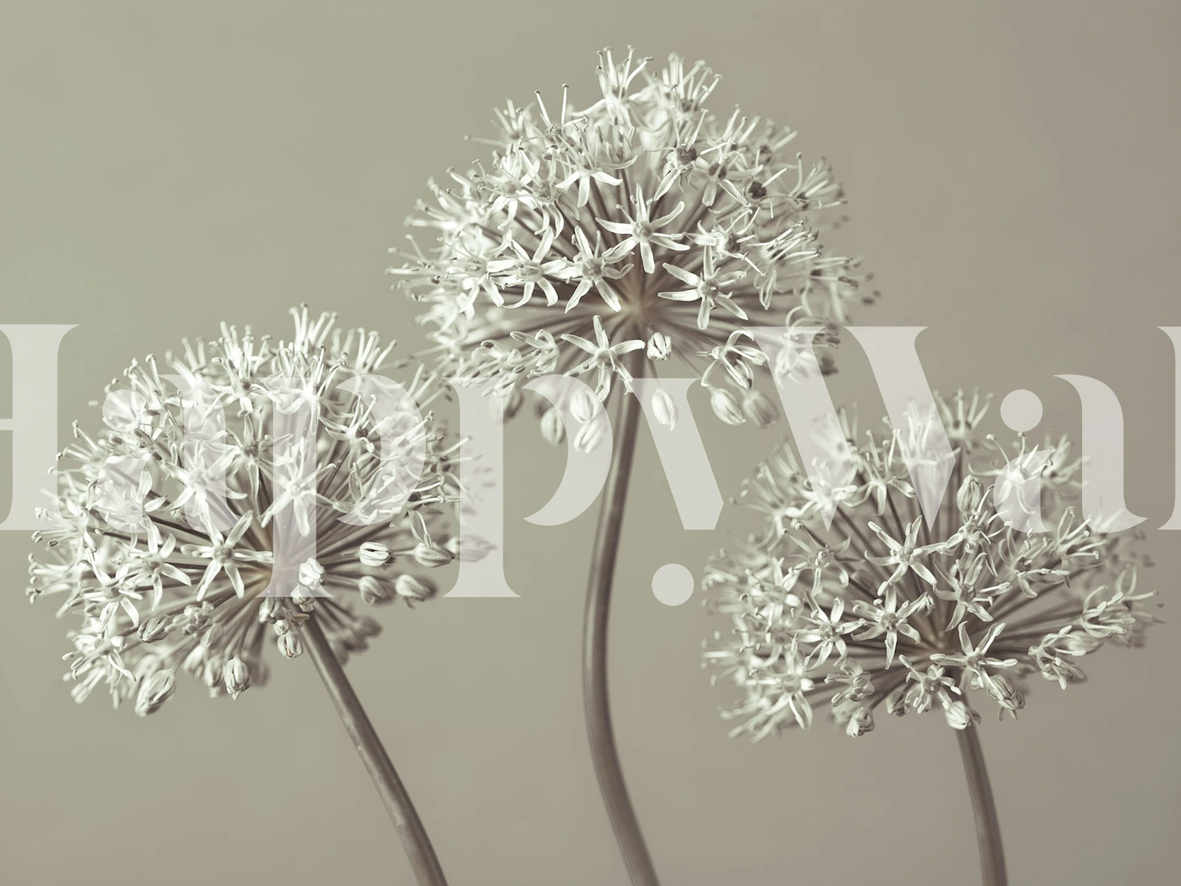 Trio of Alliums tapetti huoneessa