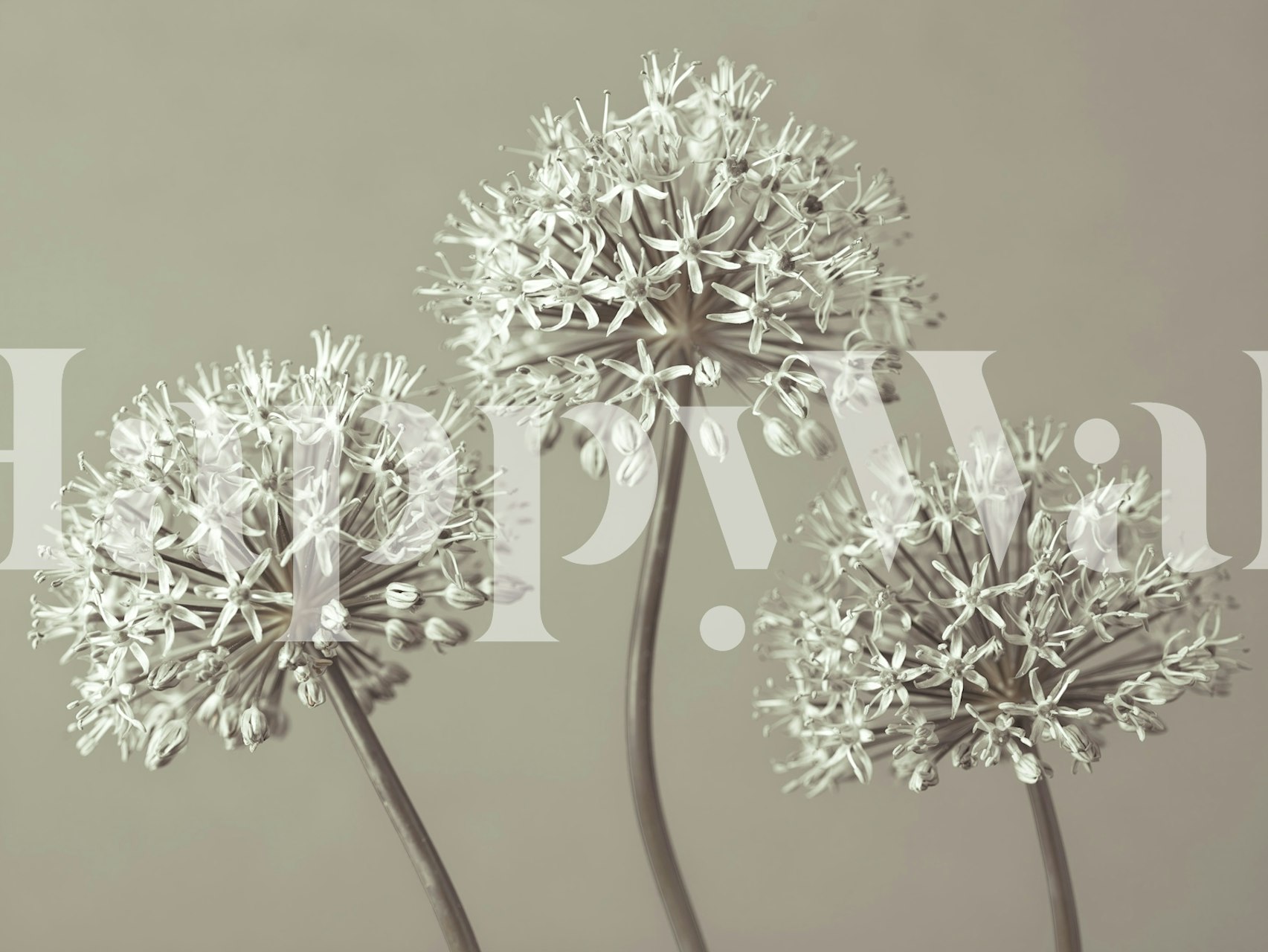 Trio of Alliums wallpaper in a room