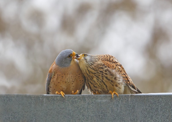Bird Kiss