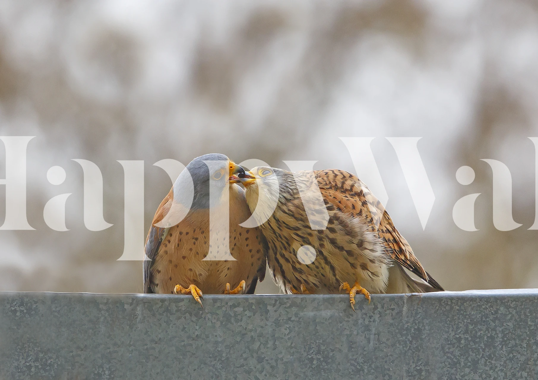 Bird Kiss wallpaper in a stylish room