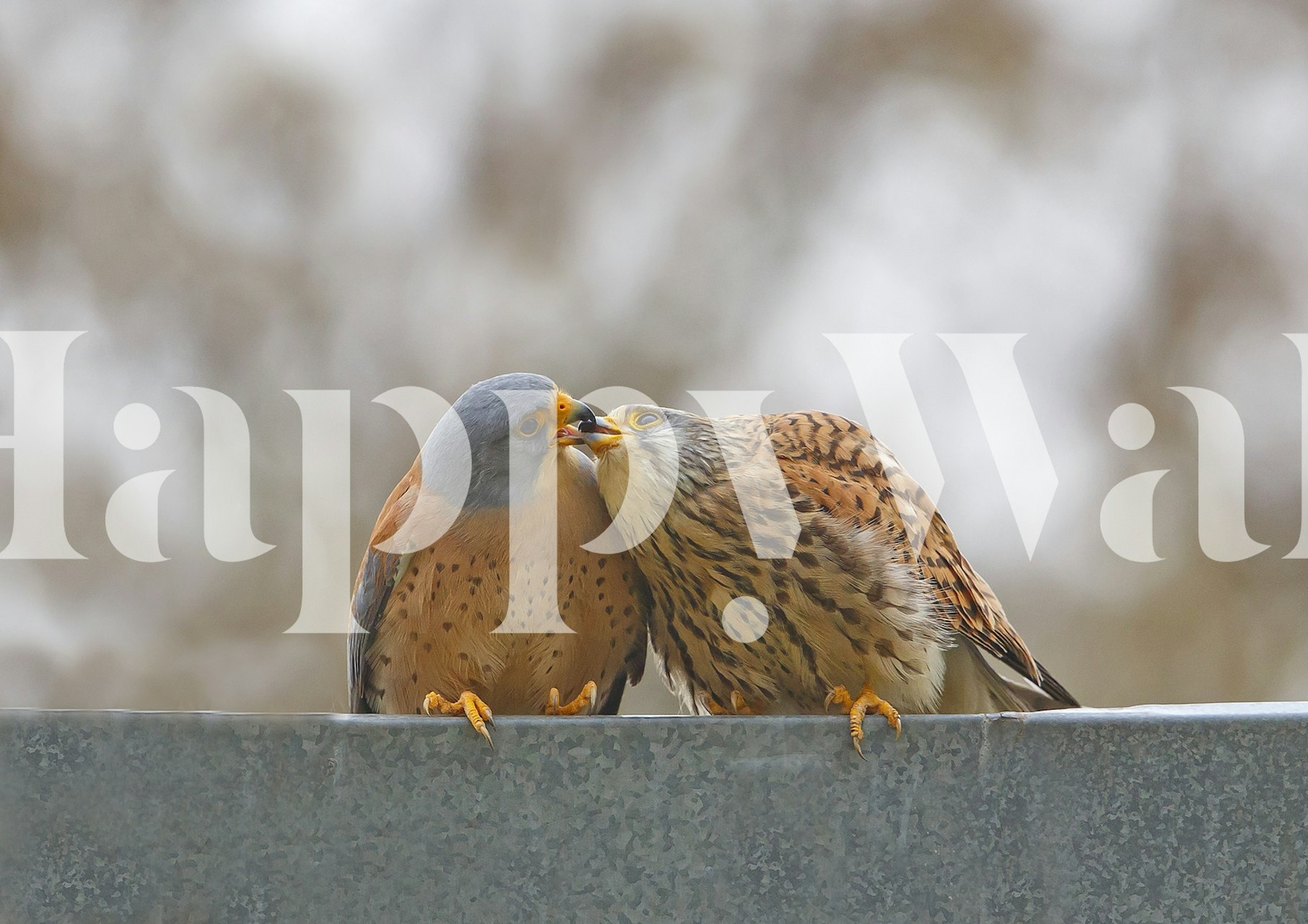 Tapeta Bird Kiss v stylovém pokoji