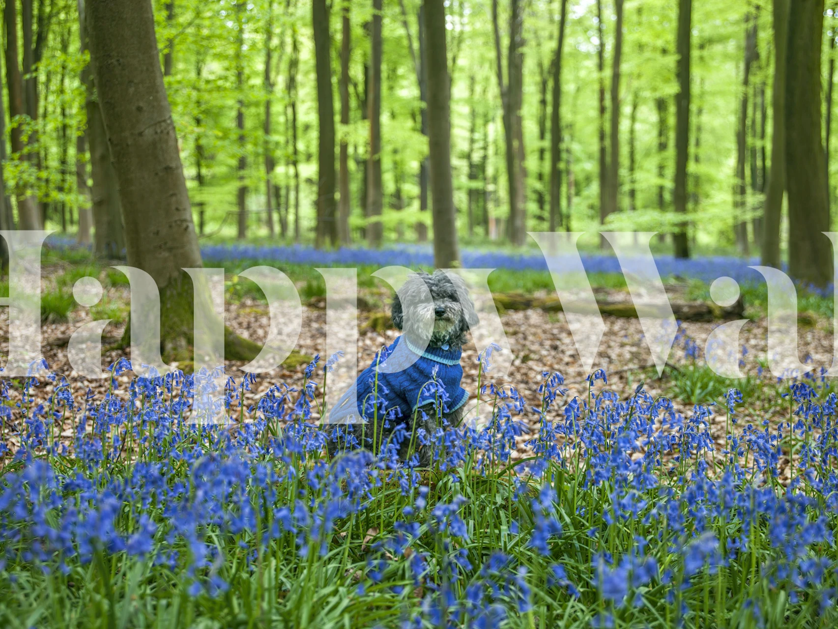 Dog in a blue sweater among bluebell flowers