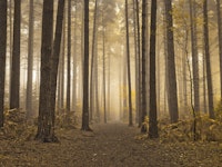 Mystical Forest Realm wallpaper