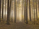 Mystical Forest Realm