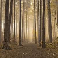 Mystical Forest Realm tapet