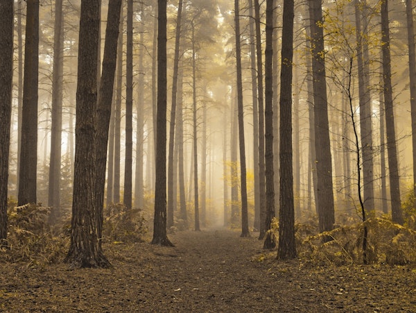 Mystical Forest Realm