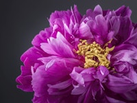 Elegant Peony tapet