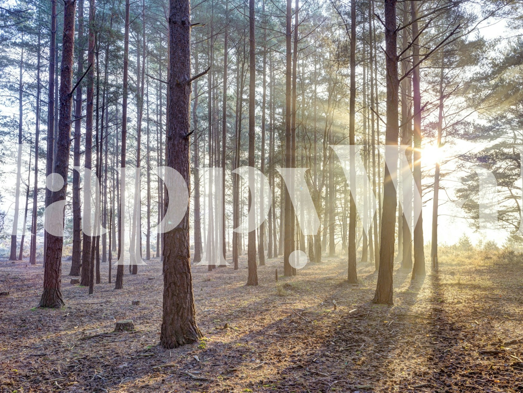 Tall green trees with soft sunlight rays background wallpaper