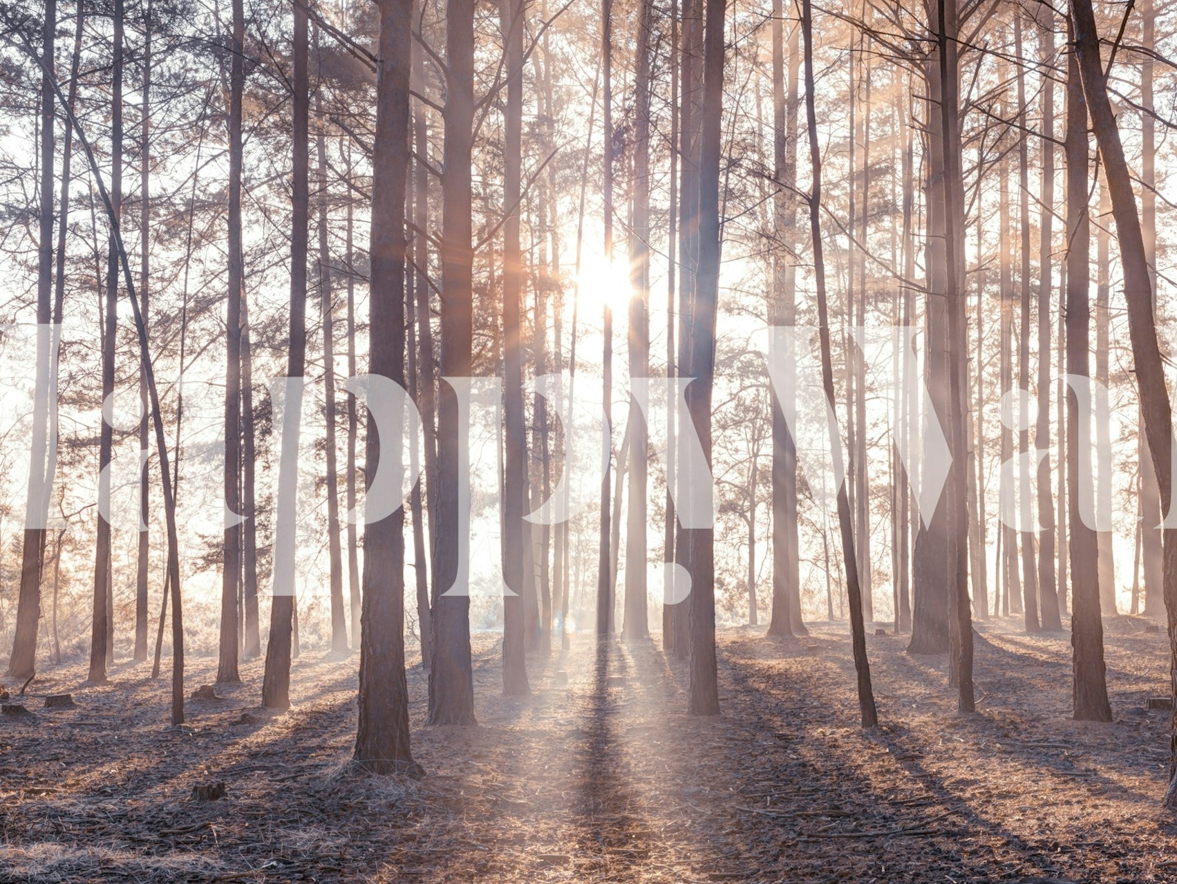 Tapeta Veiled in Mist v nastavení pokoje