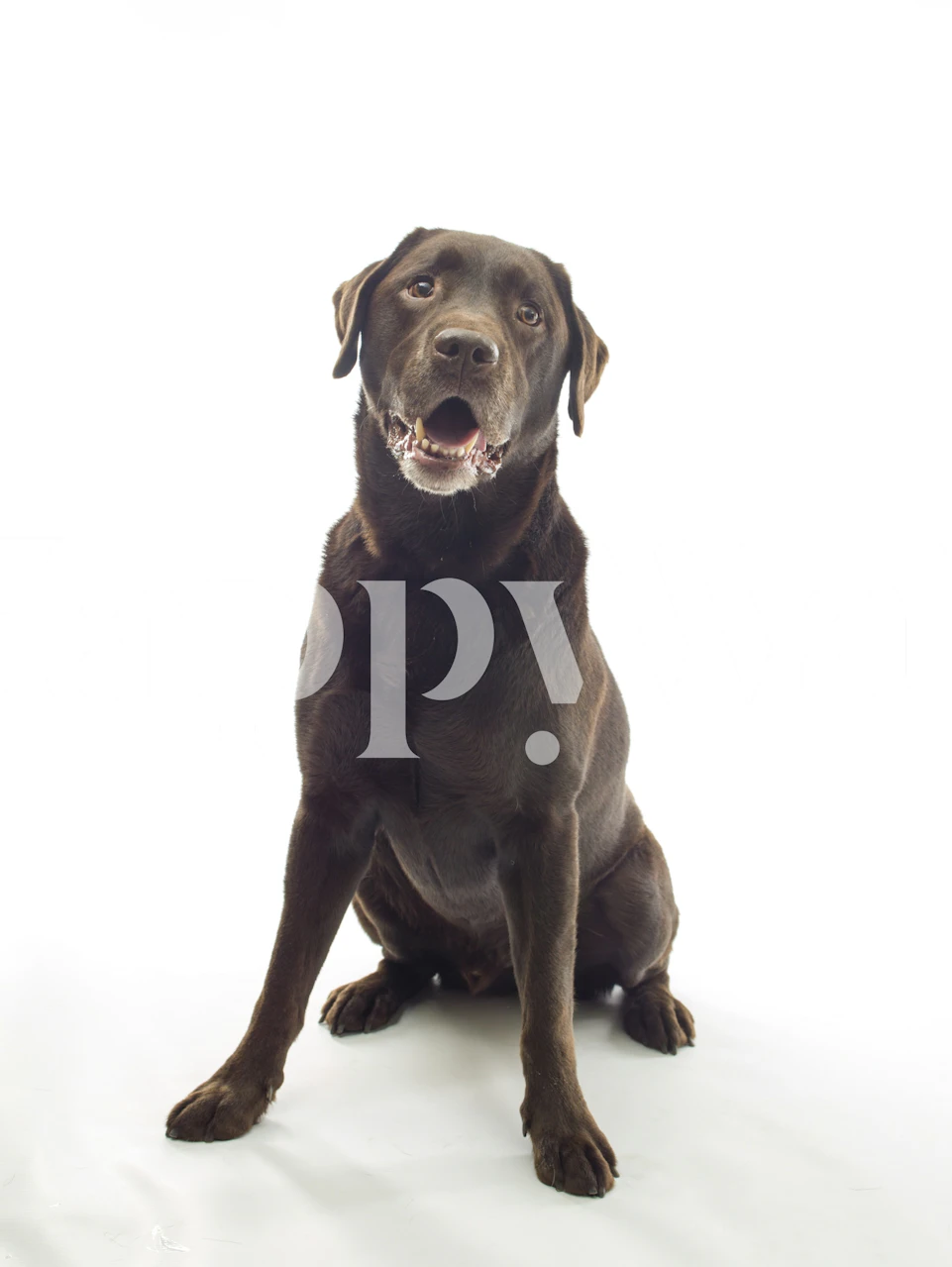 Majestic canine wallpaper in a room