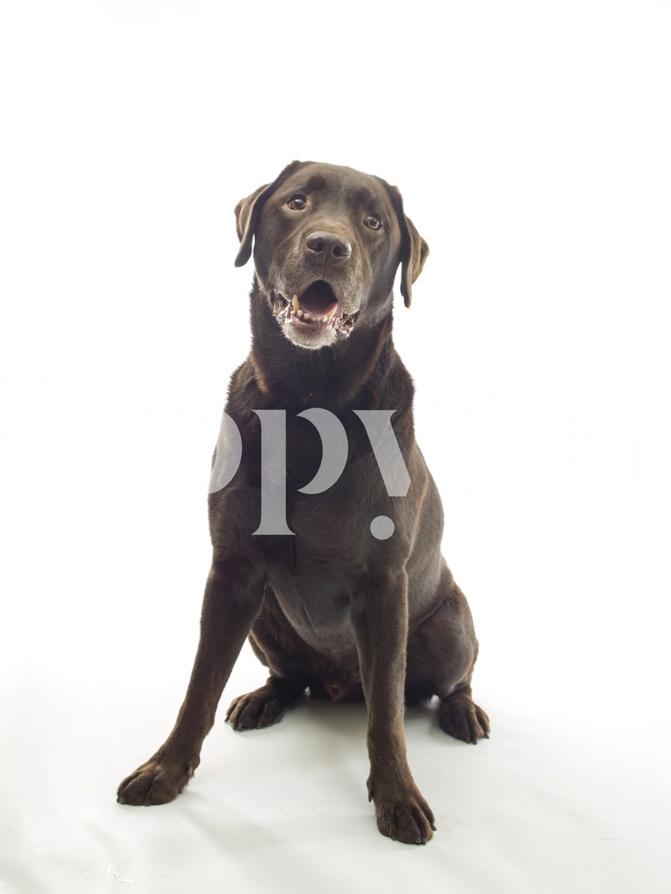 Majestic canine wallpaper in a room