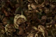Moody Flower Garden Baroque Opulence Brown