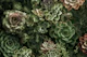 Green Desert Garden Moody Succulent Flowers