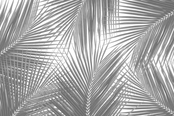 Gray Palm Leaves Finesse 1