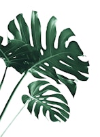 Tropical Monstera Finesse 1a carta da parati
