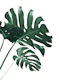 Tropical Monstera Finesse 1a