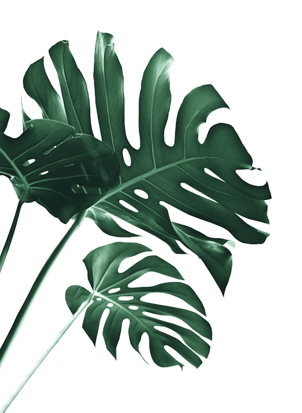 Tropical Monstera Finesse 1a
