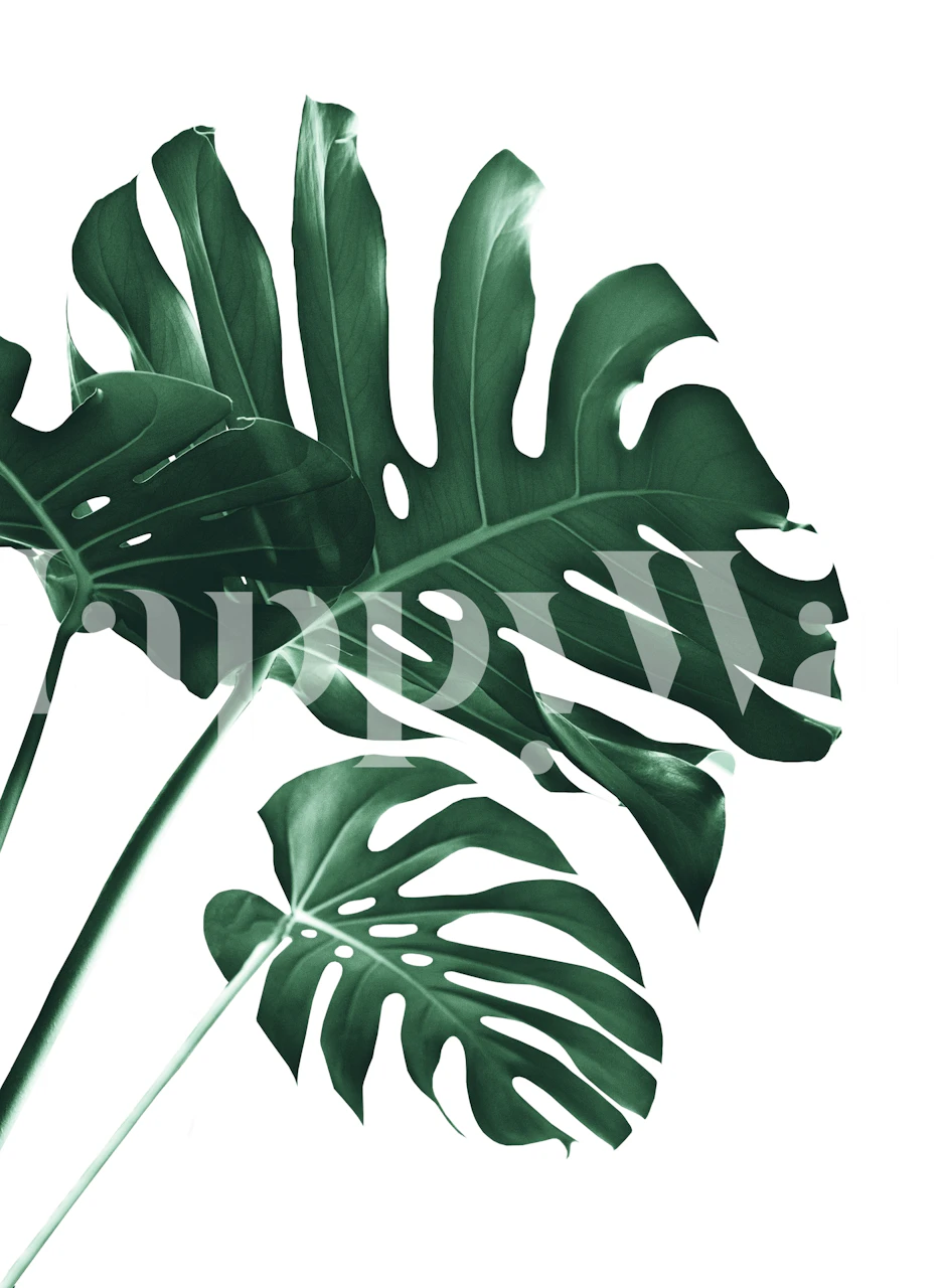 Tropical Monstera wallpaper in a room