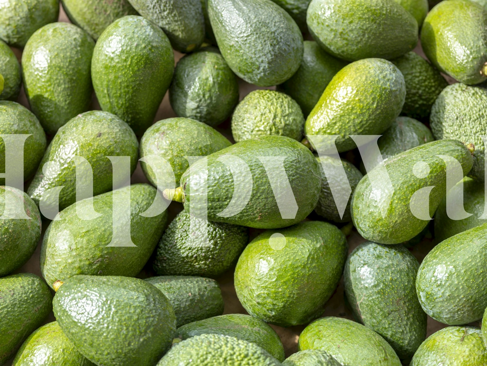 Avocado Delight papier peint dans une pièce